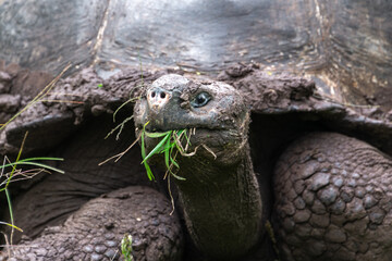Obraz premium Detail of a Giant tortoise in El Chato Tortoise Reserve, Galapagos islands, Ecuador
