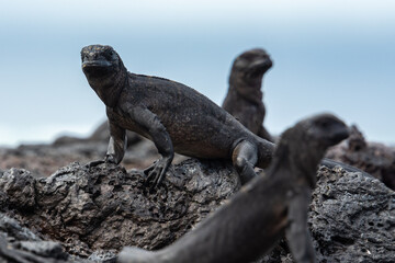Galapagos marine iguanas, Isabela island, Ecuador	