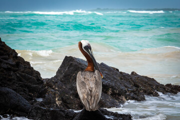 Brown pelican on a rock, Isabela island in Galapagos islands, Ecuador