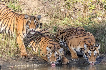 Fototapeta na wymiar Female tiger and her cubs at Bandipur tiger reserve, Karnataka 