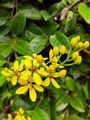 Medan, Indonesia - March 10, 2021: Beautiful flowers in the garden are blooming, Medan City, Indonesia.