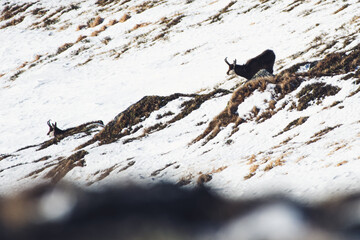 Wildlife of Slovakia