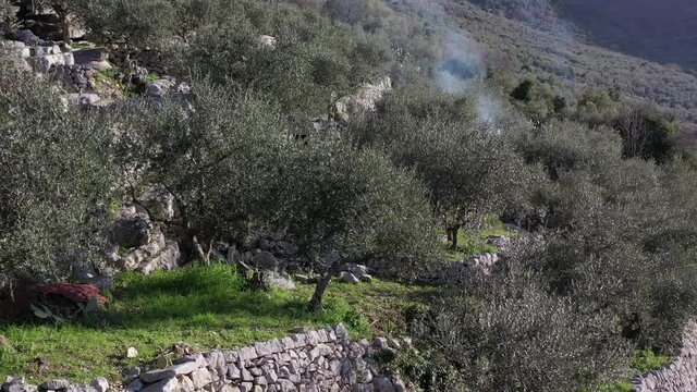 Olive trees for the production of table olive oil, Italy.
Aerial shot with drone