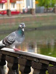 pigeon in the park