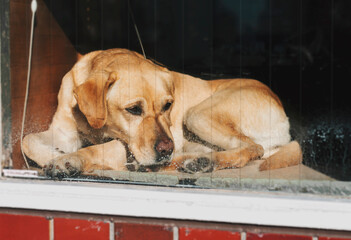 Close-up sunbathing fluffy golden retriever dog laying near window background.