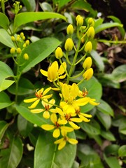 Medan, Indonesia - March 10, 2021: Beautiful flowers in the garden are blooming, Medan City, Indonesia.