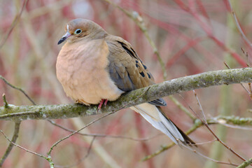 red backed shrike