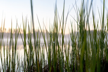 Lake in forest. Picture of nature.
