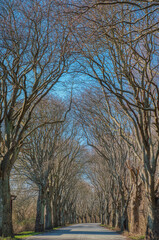 Leafless tree tunnel in Skane conveys a sense of mystical voyage or travel on the road after the winter grip has eased. Boulevard with tall bare trees (Swedish Whitebeam, Sorbus intermedia) underpass