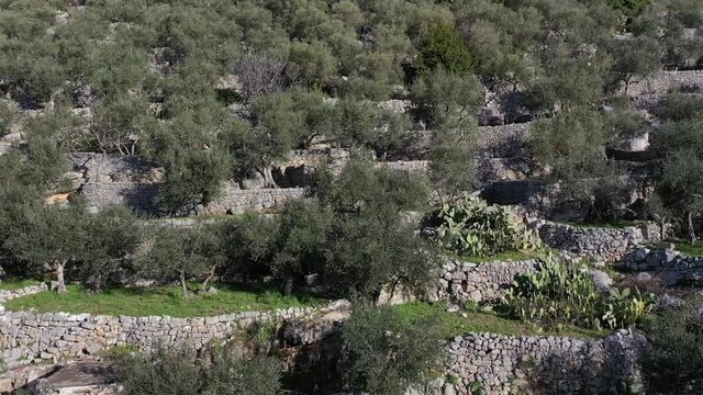 Olive trees for the production of table olive oil, Italy.
Aerial shot with drone