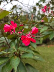 Medan, Indonesia - March 10, 2021: Beautiful flowers in the garden are blooming, Medan City, Indonesia.