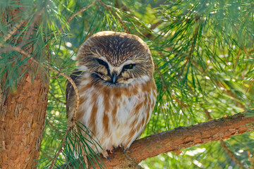 horned owl