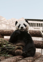 Obraz premium big panda or bamboo bear in zoo