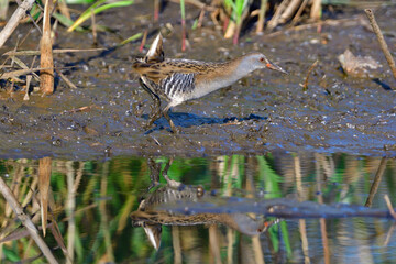 Wasserralle am Morgen im Herbst bei der Jagd in der Oberlausitz	