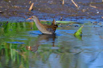 Wasserralle am Morgen im Herbst bei der Jagd in der Oberlausitz	