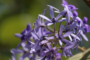 purple wreath
