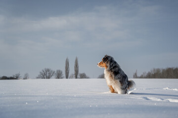 australian shepherd on the snow jump look left