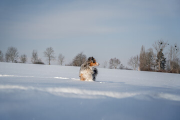 australian shepherd on the snow jump looking side