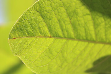 green leaf macro