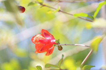 red pomegranate flower