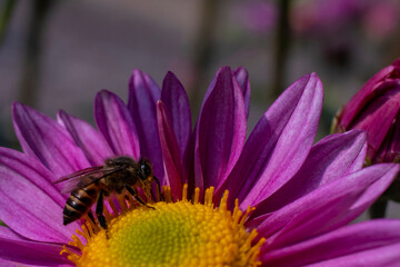 Bee taking pollens from a Chrysanthemum