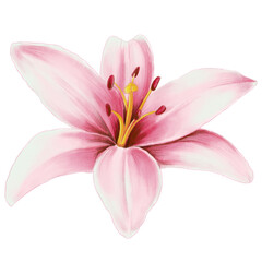 Naklejka na ściany i meble Pink lily illustration isolated on white background. Beautiful botanical illustration.