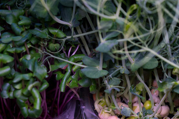Fresh and healthy eating - growing microgreen plants on the kitchen window