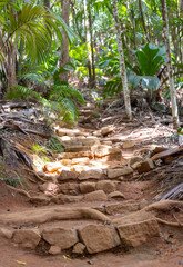 Valle de Mai National park in central Praslin Island, Seychelles