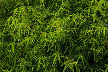Bamboo green leaves for natural background