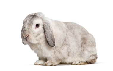 Grey Lop rabbit, isolated on white