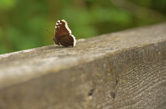 Ein Trauermantel Schmetterling mit geschlossenen Fl&uuml;gel