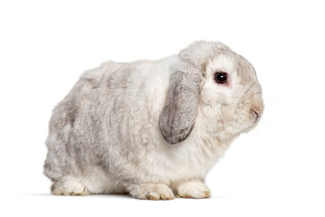 Grey Lop rabbit, isolated on white