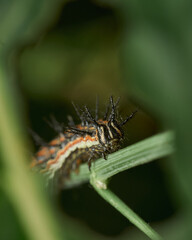 Caterpillar walking down a branch through a leaf