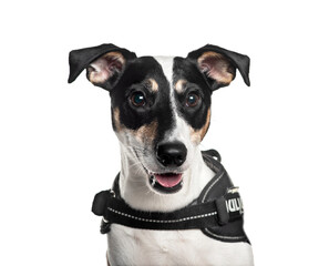 Jack russel terrier wearing an  harness