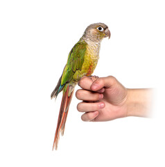 Tropical bird on an human hand