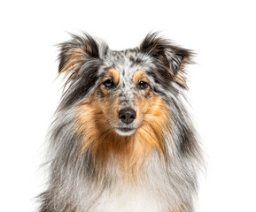 portrait of a Blue merle Sheltie, isolated