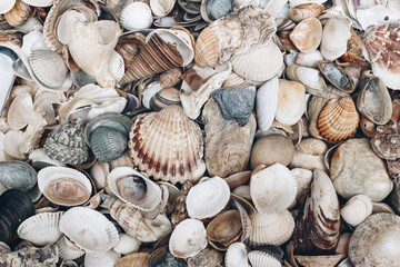 Closeup of various colorful sea shells on beach. Ocean, seashore natural textured background. Summer vacation concept. Flat lay, top view. No people.