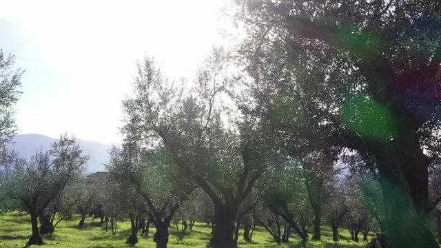 Olive trees for the production of table olive oil, Italy.
Aerial shot with drone