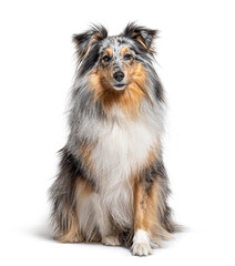 Sitting Blue merle Sheltie isolated on white