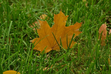 A yellowed maple leaf on a green lawn