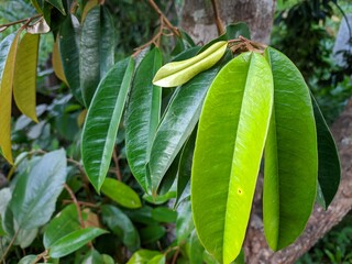 durian leaf (Durio zibethinus) in tropical nature borneo