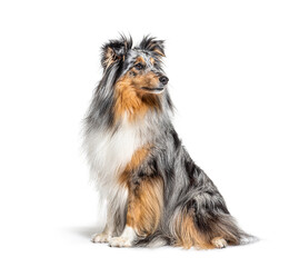 Sitting Blue merle Sheltie isolated on white