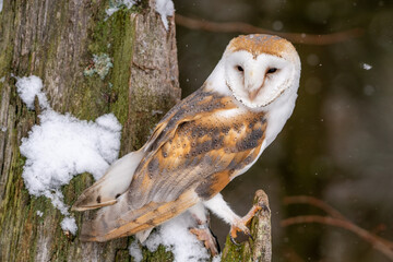 Barn owl (Tyto alba) is the most widely distributed species of owl and one of the most widespread of all birds. Found almost everywhere in the world except polar and desert regions