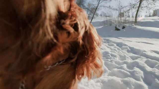 Brown dog running in snow with owner on leash. Young spaniel dog playing outdoors in snow at winter. Playful spaniel having fun at winter sunny weekend. 4K, UHD