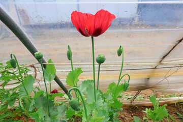 Poppy flowers in full bloom