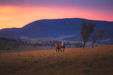 Fototapeta na wymiar A lone Aussie Red Cow (Illawarra) against a colourful, dramatic sunset or sunrise sky in rural countryside landscape near Rydal in the Blue Mountains National Park in NSW, Australia.