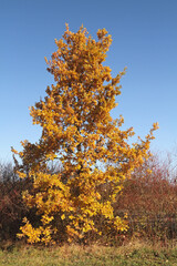 Baum im Herbst