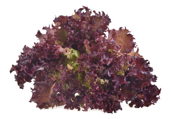 Red oak lettuce organic vegetable on white background.