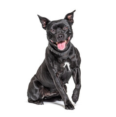 Black American Staffordshire terrier isolated on white