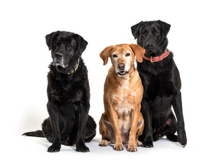 Group of Labrador Retriever dogs, isolated on white